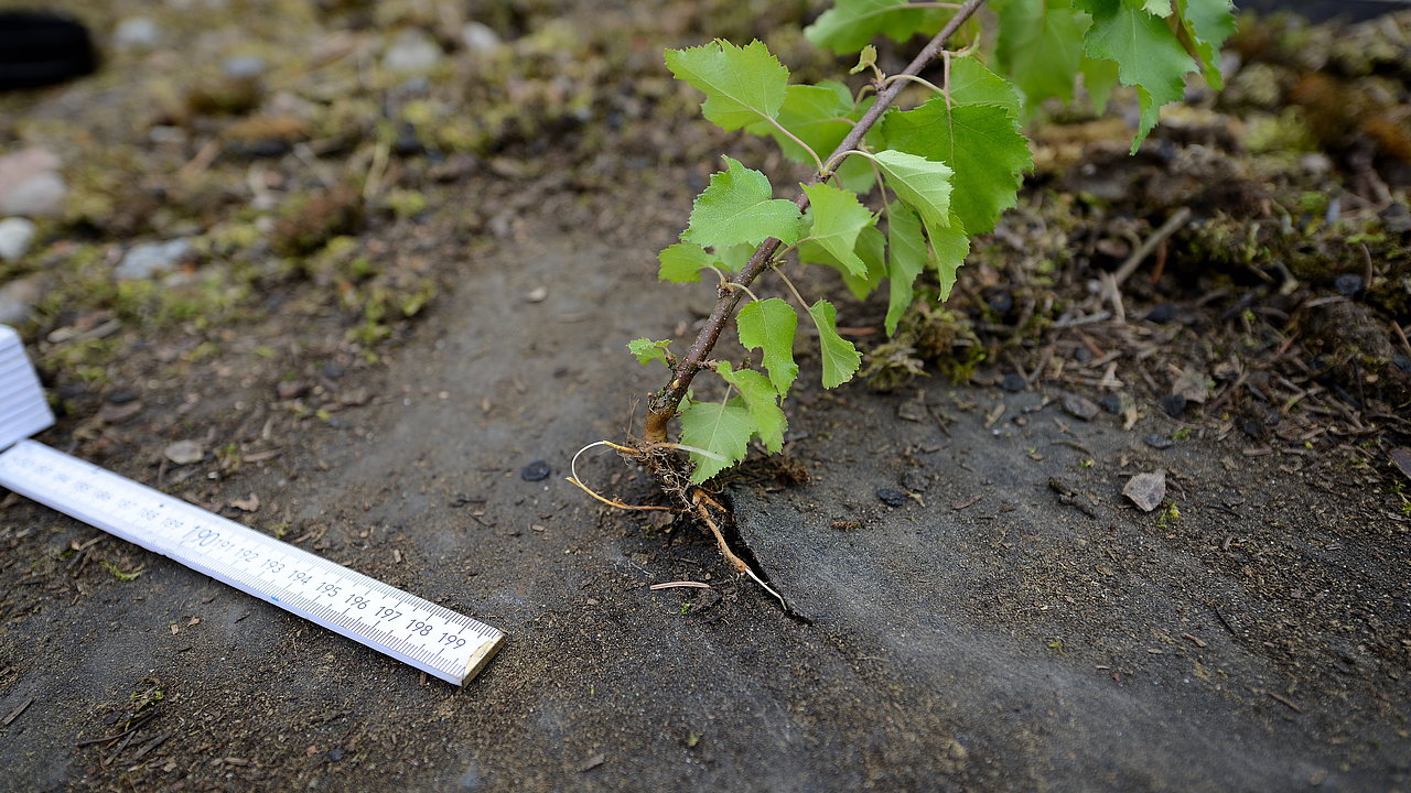 Punktgenaue Ortung der Leckage an der Flachdachabdichtung